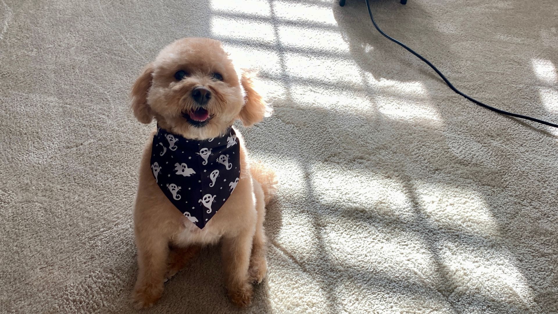 Fresh Solutions for Pet Odor Removal in Monmouth County, NJ