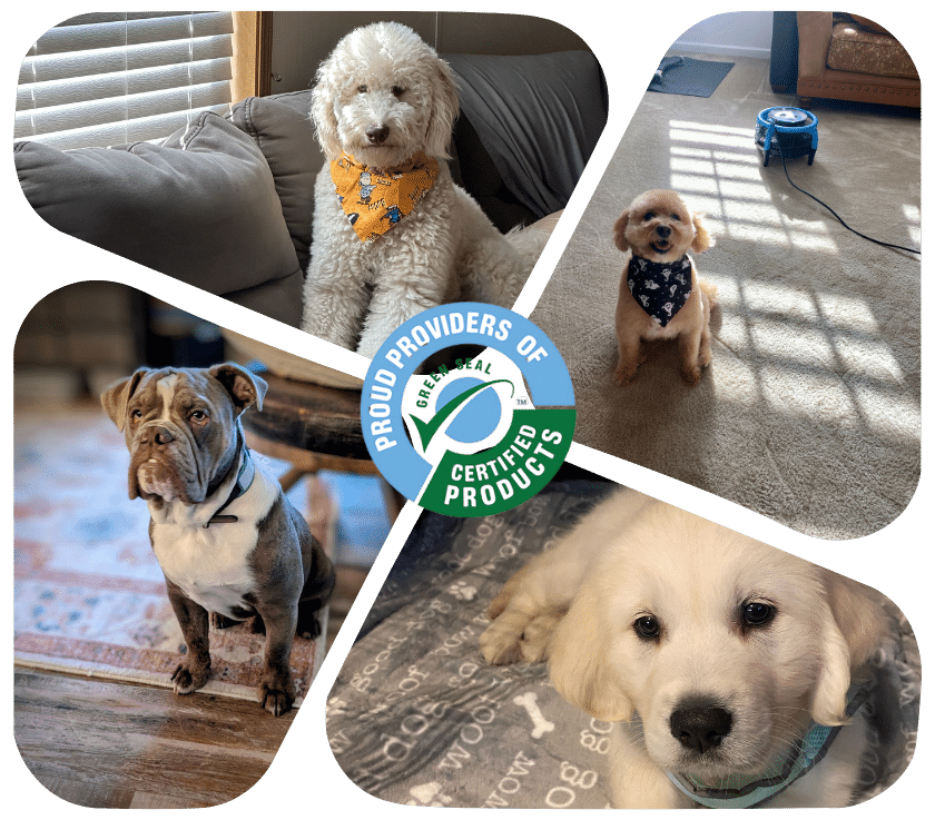 Pet Odor Treatment in Monmouth County NJ