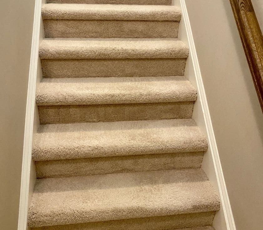 Pet stains and pet odor removal from carpet in Freehold NJ