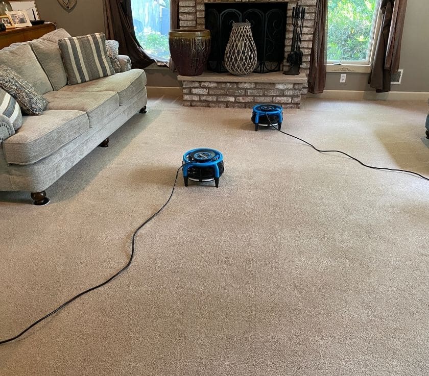 Carpet cleaning after pet stain removal in Farmingdale NJ